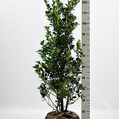 Ilex meserv. 'Heckenfee'