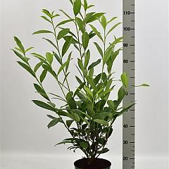 Prunus l. 'Caucasica'