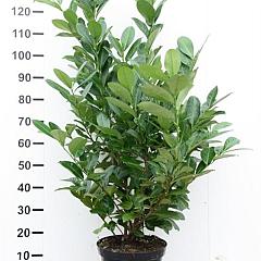 Prunus l. 'Rotundifolia'