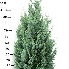 Chamaecyparis l. 'Columnaris'