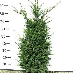 Taxus baccata