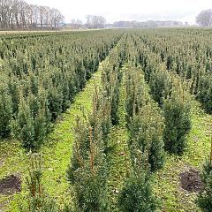 Taxus media 'Hicksii'