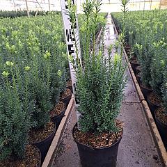 Taxus media 'Hillii'