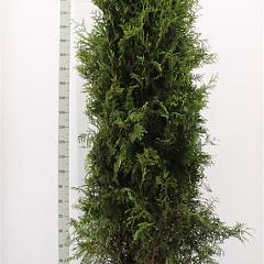 Thuja occ. 'Brabant'