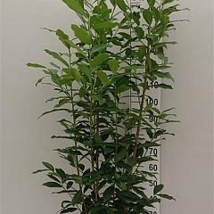 Prunus l. 'Genolia'(R)