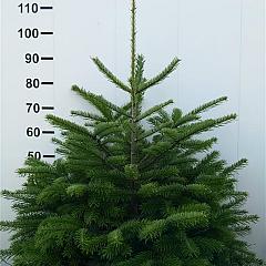 Abies nordmanniana