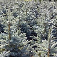 Picea pungens glauca