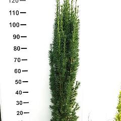 Taxus b. 'Fastigiata Robusta'