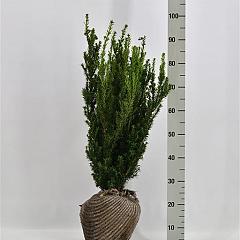Taxus media 'Hillii'