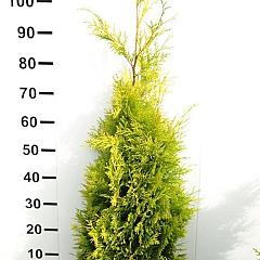 Thuja occ. 'Yellow Ribbon'
