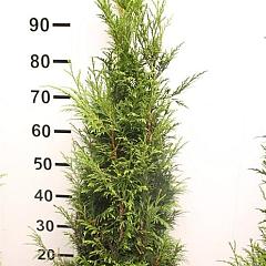 Thuja pl. 'Martin'