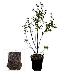 Amelanchier lamarckii