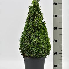 Buxus sempervirens