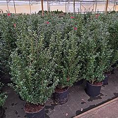 Ilex crenata 'Caroline Upright'