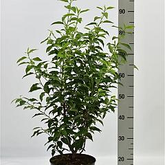 Prunus l. 'Angustifolia'