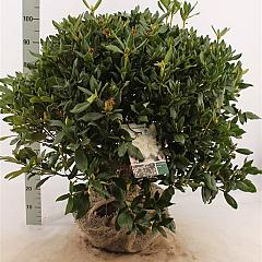 Rhododendron 'Cunningham's White'