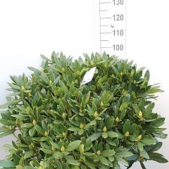 Rhododendron 'Madame Masson'