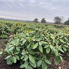 Rhododendron 'Pink Purple Dream'
