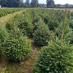 Picea abies