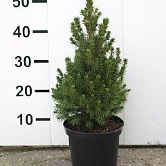 Picea glauca December
