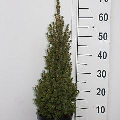 Picea glauca 'Perfecta'