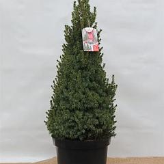 Picea glauca 'Perfecta'