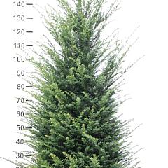 Taxus baccata