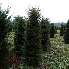 Taxus baccata