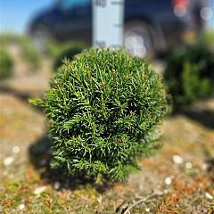 Taxus media 'Groenland'
