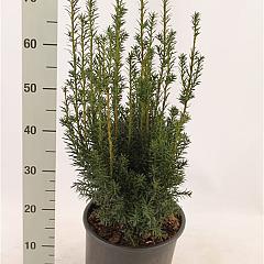 Taxus media ' Rising Star' 