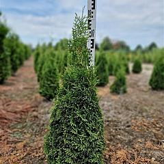 Thuja occ. 'Holmstrup'