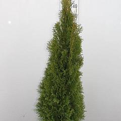 Thuja occ. 'Smaragd'