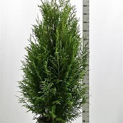 Thuja pl. 'Martin'