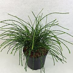 Thuja pl. 'Whipcord'