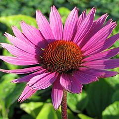 Echinacea purp. 'Magnus'