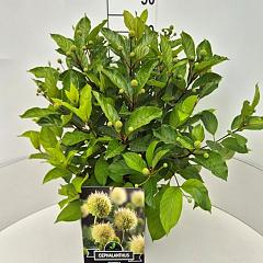 Cephalanthus occidentalis