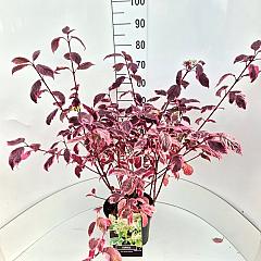 Cornus alba 'Sibirica Variegata'