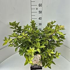 Hydrangea pan. 'Grandiflora'