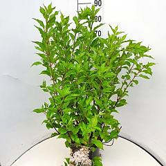 Hydrangea pan. 'Kyushu'