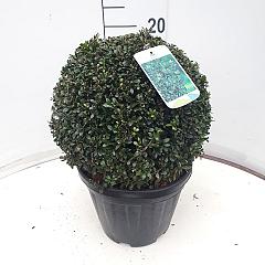 Ilex crenata 'Stokes'