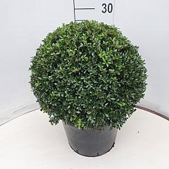 Ilex crenata 'Stokes'