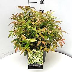 Leucothoe f. 'Rainbow'