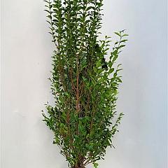 Ligustrum ovalifolium