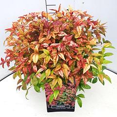 Nandina domestica 'Firepower'