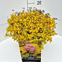 Spiraea japonica 'Golden Princess'