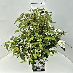 Viburnum plic. 'Watanabe'