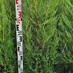 Cupressocyparis l. '2001'