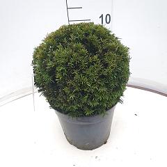 Taxus media 'Groenland'