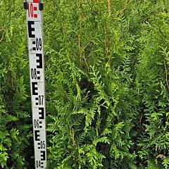 Thuja occ. 'Brabant'