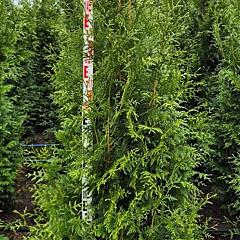 Thuja pl. 'Excelsa'